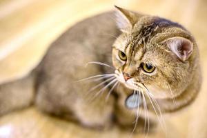 un bellissimo gatto domestico sta riposando in una stanza calda e leggera, un gatto grigio a pelo corto con gli occhi verdi che guarda la telecamera foto