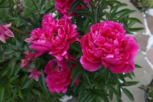 le peonie rosse sono grandi in primo piano, crescono nel parco, foto