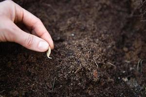 un seme germogliato nella mano su un letto di terra è una semina primaverile di semi di ortaggi e fiori in piena terra. foto