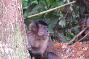 scimmia cappuccino - sapajus - seduto su un tronco d'albero foto