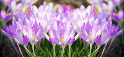 fiori di croco viola in fiore in una messa a fuoco morbida in una soleggiata giornata primaverile foto