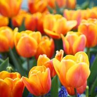 bellissimi tulipani. sfondo della natura primaverile per banner web e card design. foto