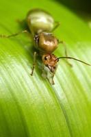 le formiche regine stanno proteggendo le uova. foto