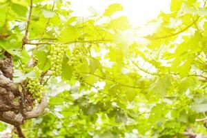 vite e grappolo d'uva verde in giardino la vigna. foto
