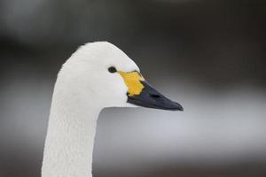 bewicks swan, cygnus bewickii foto