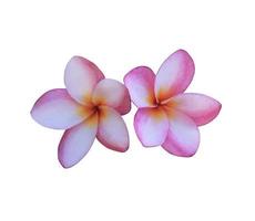 plumeria o fiore di frangipani. primo piano bellissimo bouquet di fiori rosa-viola isolato su sfondo bianco. foto