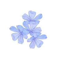 plumbago bianco, capo leadwort, primo piano piccolo bouquet di fiori blu isolato su sfondo bianco. il lato del piccolo mazzo di fiori blu che sbocciano. foto