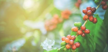 chicchi di caffè freschi sull'albero foto