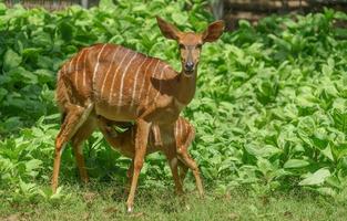 antilope nyala femmina con agnello giovane foto