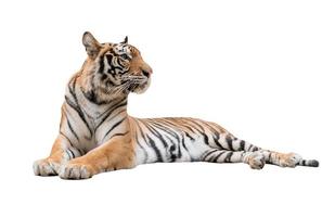 tigre del Bengala femminile isolata foto