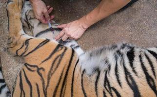 veterinario e guardiano dello zoo che prendono sangue dalla tigre foto