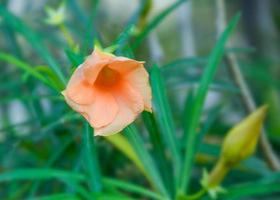 fiore d'arancio brillante fioritura in giardino pubblico bellezza natura foto