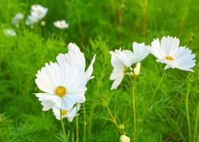 fiore bianco daisy che sboccia nel parco giardino pubblico bangkok thailandia foto