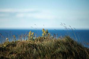 erba e fiori contro un oceano foto