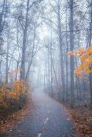 foresta nebbiosa in autunno. fogliame autunnale. foto