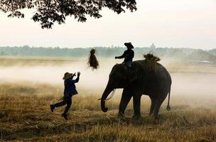 silhouette mahout giro su elefante sotto l'albero prima dell'alba foto