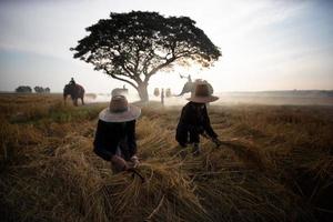 silhouette mahout giro su elefante sotto l'albero prima dell'alba foto