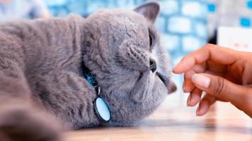 un bellissimo gatto domestico sta riposando in una stanza calda e leggera, un gatto grigio a pelo corto con gli occhi verdi che guarda la telecamera foto