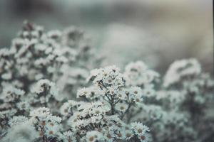bellissimi fiori bianchi spot focus soft focus per lo sfondo foto