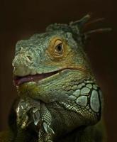 ritratto di iguana verde