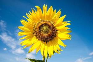 girasole con cielo blu foto