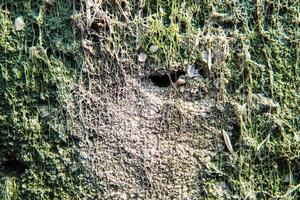 muschio verde che cresce sul cemento sul muro foto