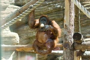 la scimmia orangutan marrone in uno zoo dietro un vetro si siede su un tronco e mangia il gelato foto