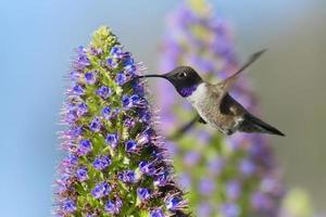 colibrì nero-chinned