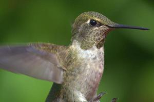 colibrì foto