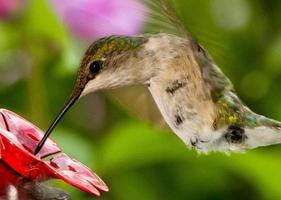 colibrì femmina rubino alla mangiatoia