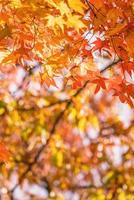 belle foglie d'acero in una giornata di sole autunnale in primo piano e sfondo sfocato a kyushu, in giappone. nessuna persona, primo piano, copia spazio, ripresa macro. foto