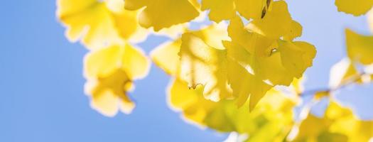 concetto di design - bellissimo ginkgo giallo, foglia di albero di gingko biloba nella stagione autunnale in una giornata di sole con luce solare, primo piano, bokeh, sfondo sfocato. foto