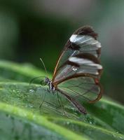 farfalla glasswing foto