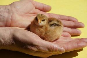 la donna europea tiene il pulcino. moglie di un contadino e faverolle domestiche tedesche, foto