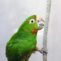 uccello pappagallo foto