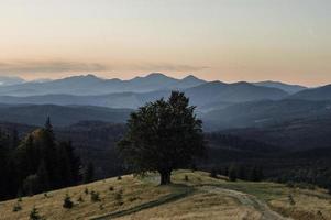 maestoso faggio solitario su un pendio collinare con travi soleggiate a valle di montagna. drammatica scena mattutina colorata. foglie autunnali rosse e gialle. carpazi, ucraina, europa. mondo della bellezza. foto