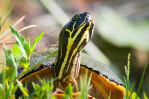 Florida Redbelly Turtle foto