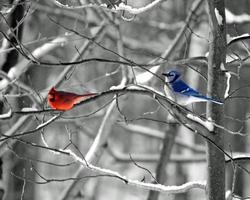 cardinale e ghiandaia blu nella neve foto