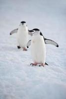 pinguini sottogola