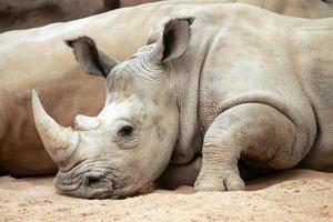 ritratto di rinoceronte bianco foto