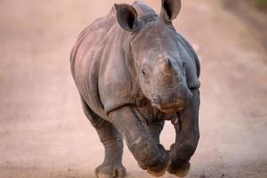 ricarica rinoceronte bianco foto