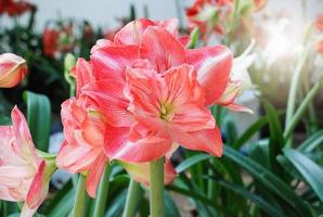 fiore di amarylis, piena fioritura in un giardino botanico tropicale. hippeastrum amaryllis foto