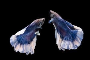 pesce betta blu e bianco, pesce combattente siamese su sfondo nero pesce betta blu e bianco, pesce combattente siamese su sfondo nero foto