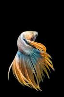 pesce betta multicolore, pesce combattente siamese su sfondo nero foto