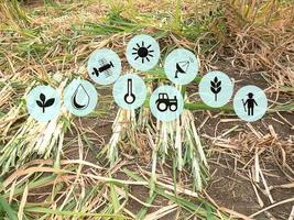 piantagione di canna da zucchero concetto di agricoltura moderna, concetto di fattoria intelligente foto