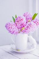 giacinti rosa in vaso bianco su sfondo bianco foto