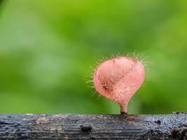 lumache su funghi e libellule su uno sfondo naturale foto