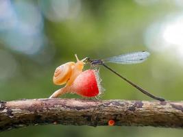 lumache su funghi e libellule su uno sfondo naturale foto