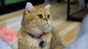 un bellissimo gatto domestico sta riposando in una stanza calda e leggera, un gatto grigio a pelo corto con gli occhi verdi che guarda la telecamera foto