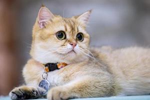 un bellissimo gatto domestico sta riposando in una stanza calda e leggera, un gatto grigio a pelo corto con gli occhi verdi che guarda la telecamera foto